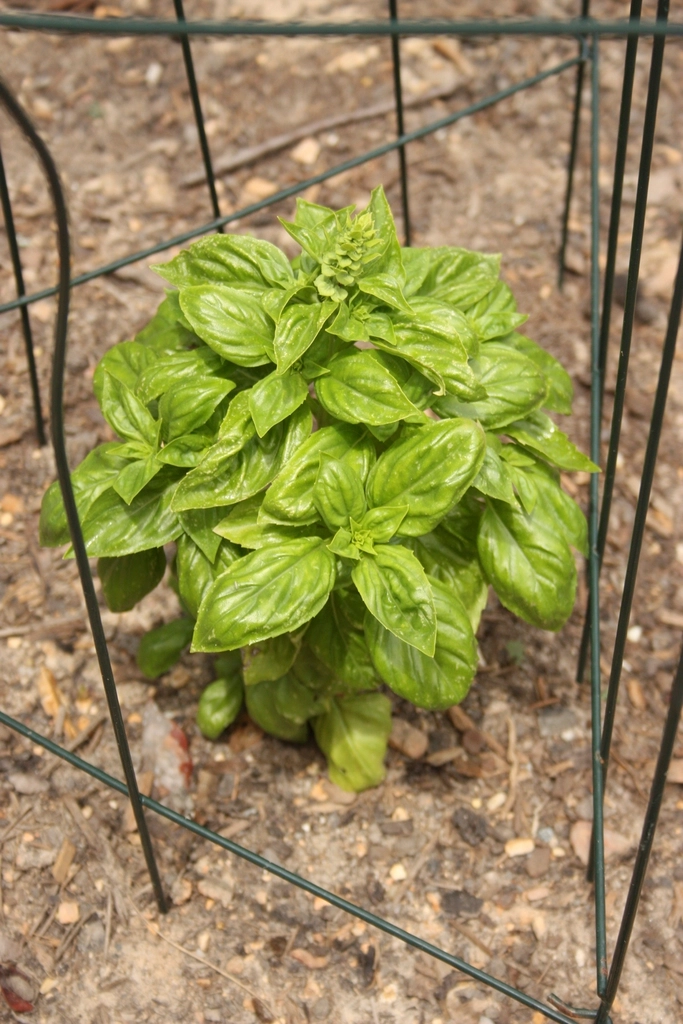 Basil plant growing in a garden bed