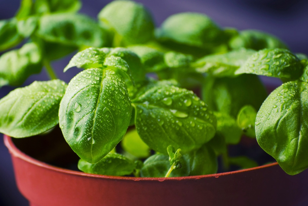 Fresh basil leaves with dew drops in a pot