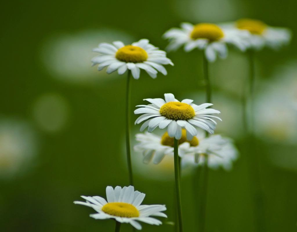 Close-up of chamomile flowers in bloom