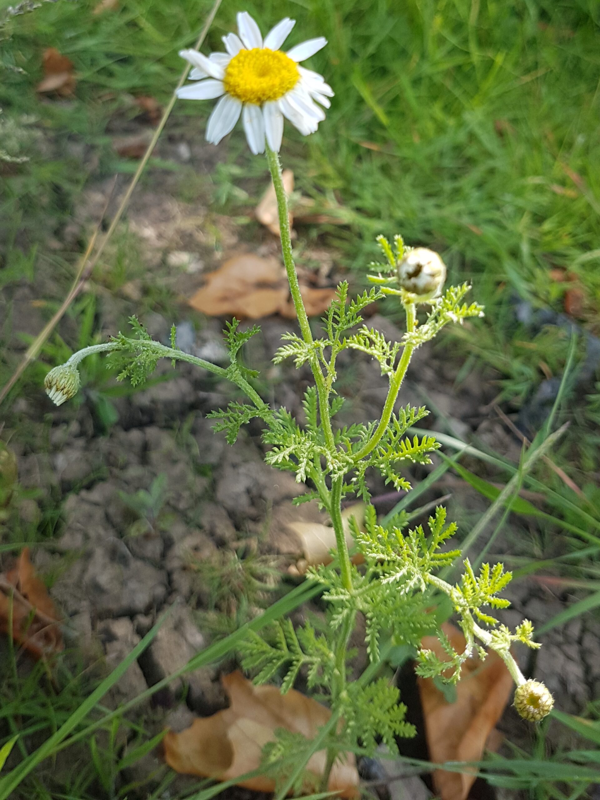 Chamomile flower growing wild in a field