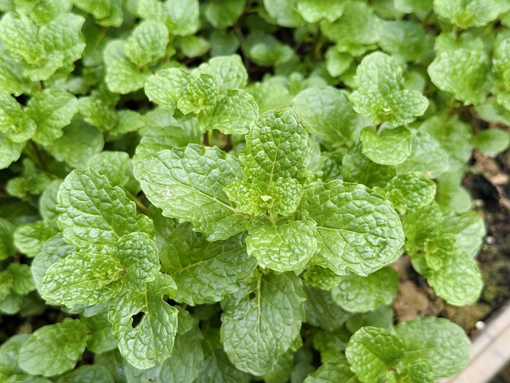 Close-up of fresh peppermint leaves