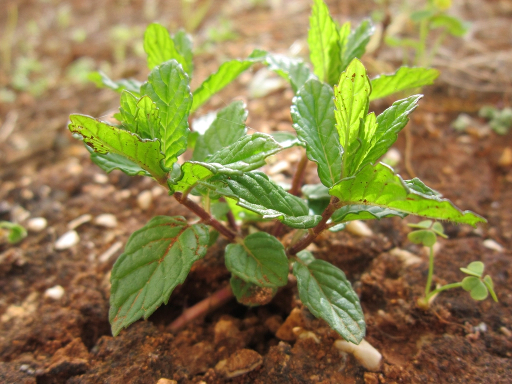 Young peppermint plant growing in soil