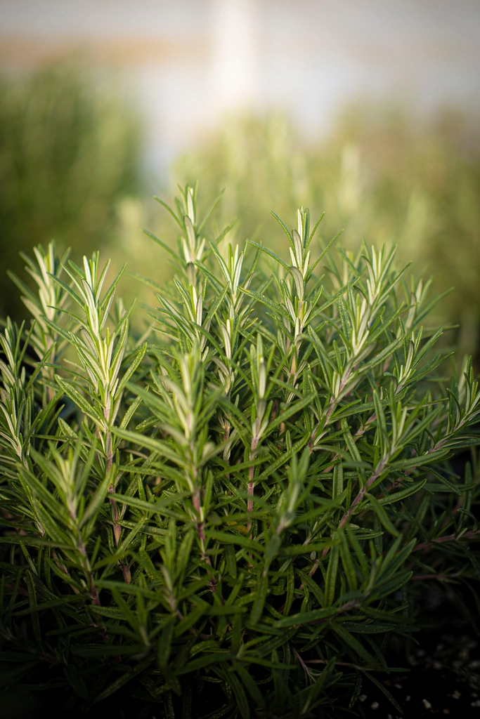 Rosemary bush growing outdoors