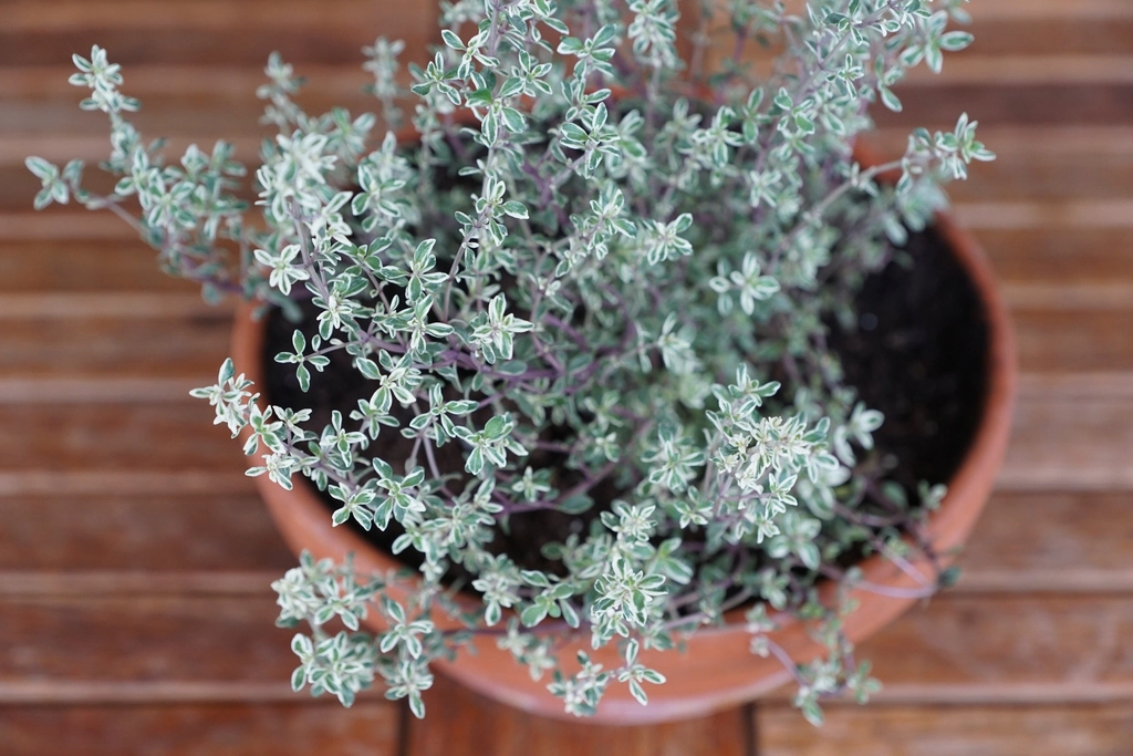 Thyme plant growing in a terracotta pot