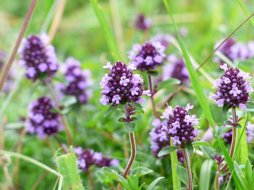 Wild thyme in bloom with small purple flowers